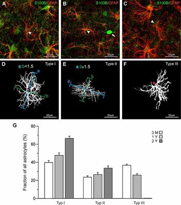 Age-Dependent Heterogeneity of Murine Olfactory Bulb Astrocytes